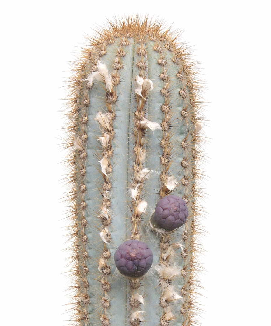 Pilosocereus azulensis SEEDS