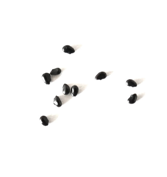 Pilosocereus azulensis FRØ