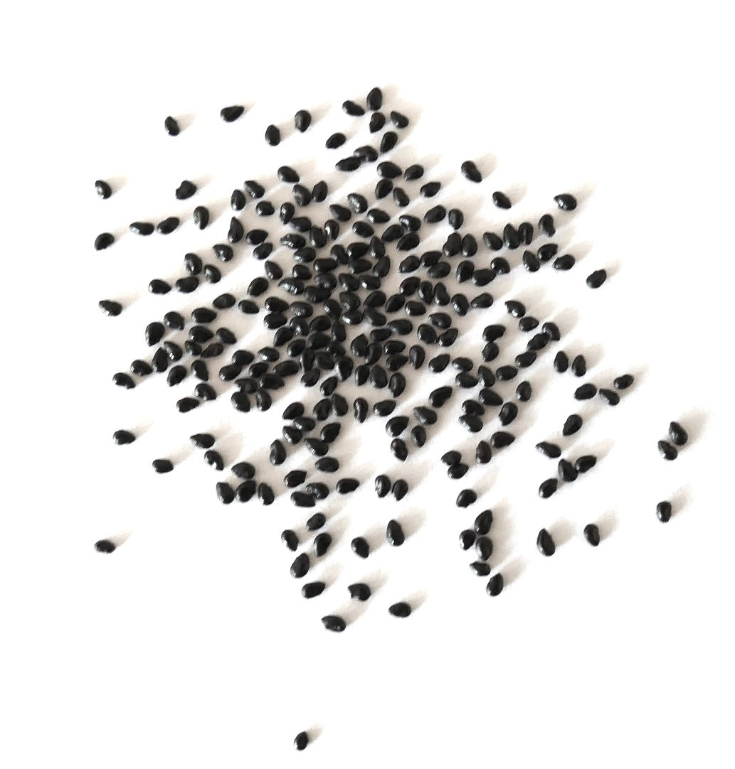 필로소케레우스 아줄렌시스 씨앗