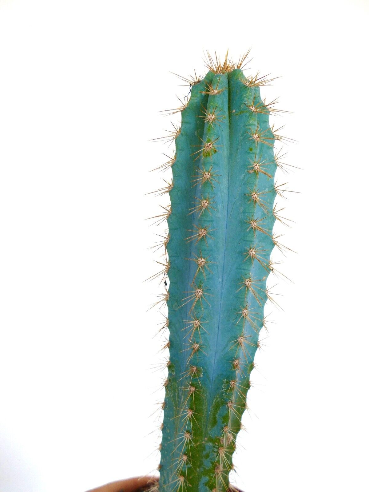 Pilosocereus azureus H7