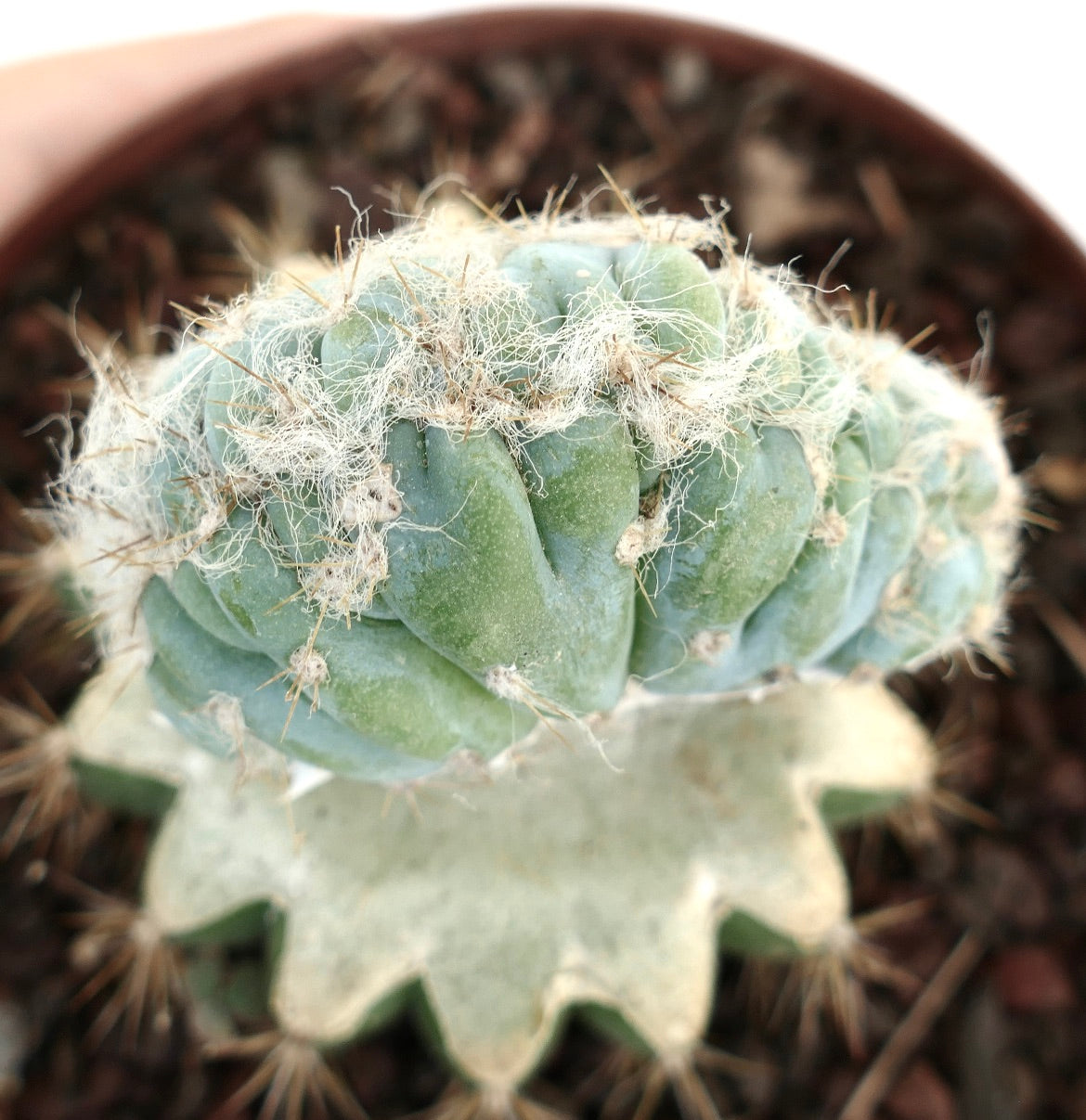 Pilosocereus azureus CRESTED