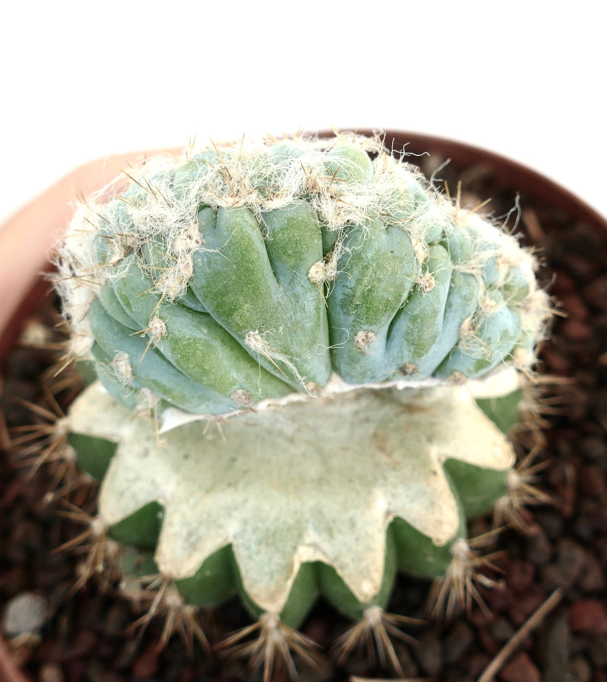 Pilosocereus azureus CRESTED