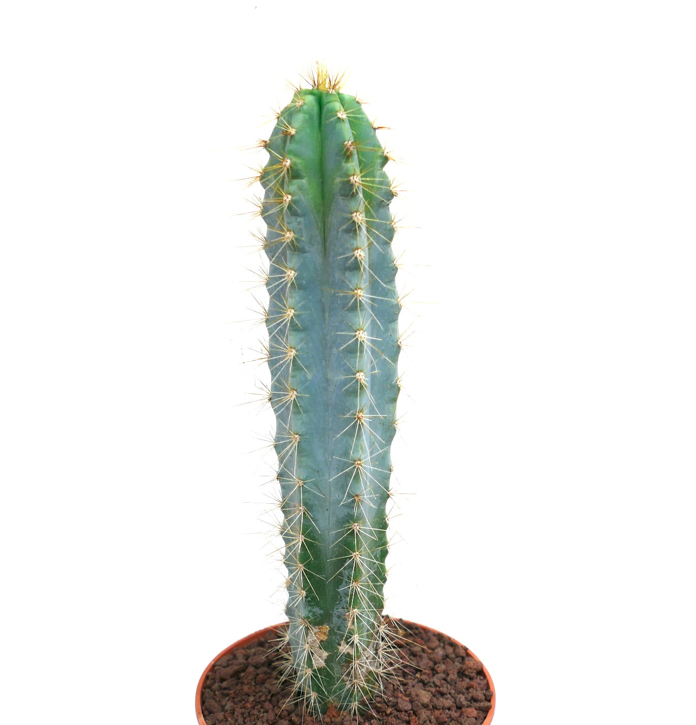Pilosocereus azzureus tall blue-green cactus with golden spines in terracotta pot
