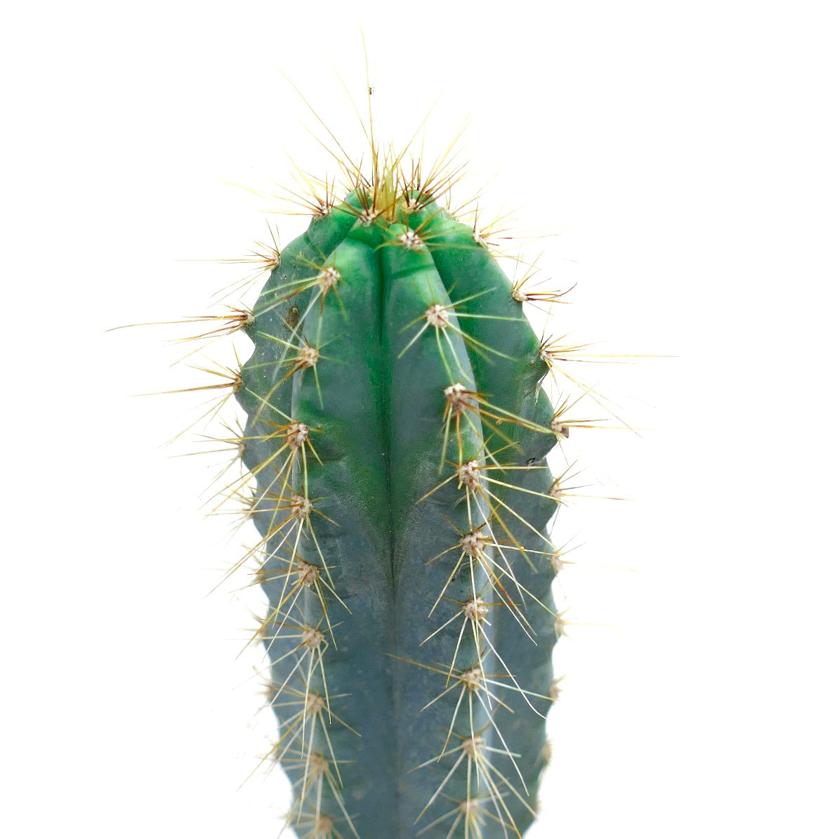 Pilosocereus azzureus tall blue-green cactus with sharp golden spines succulent specimen