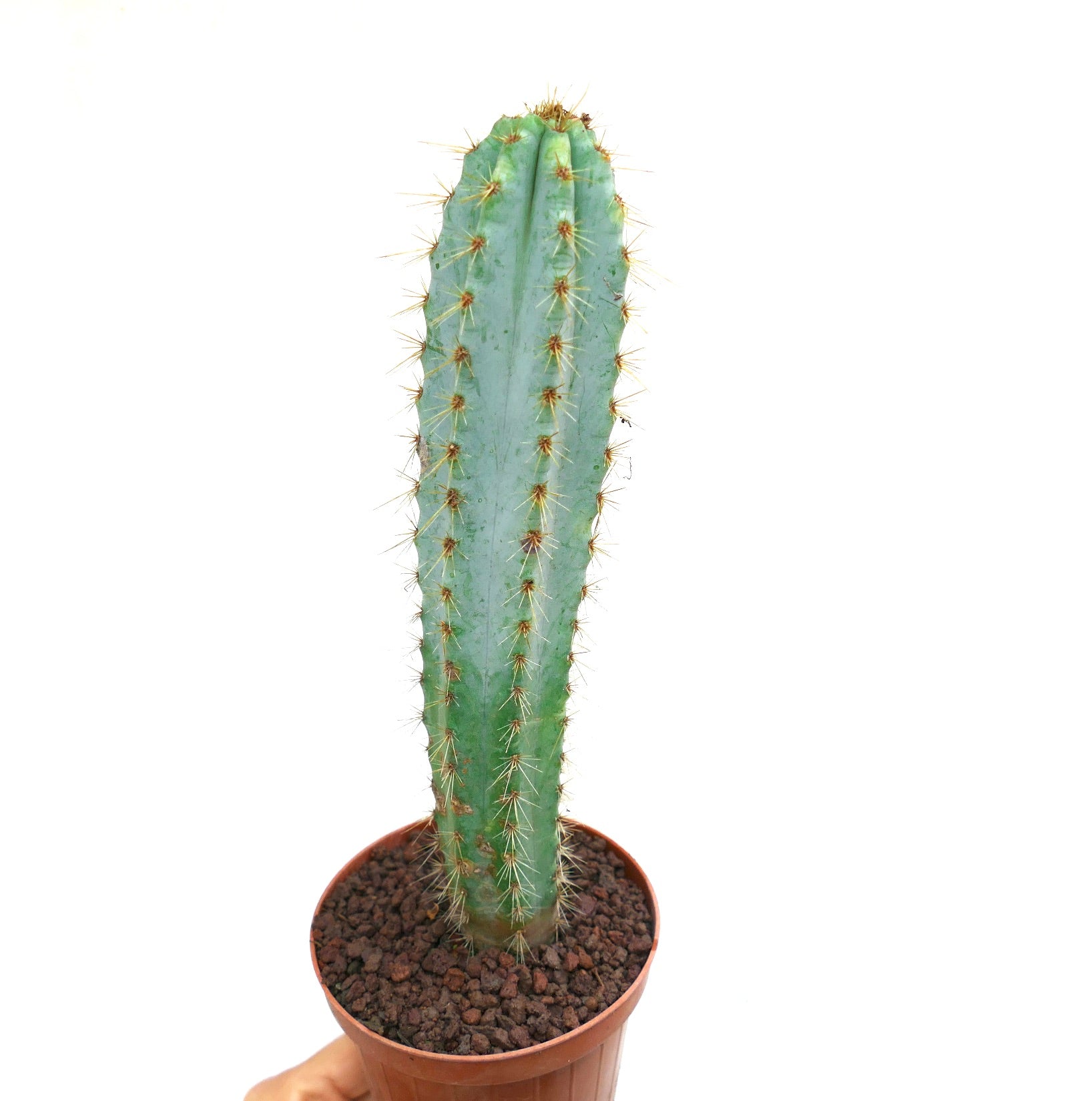 Pilosocereus azzureus tall blue-green cactus with golden spines in brown pot