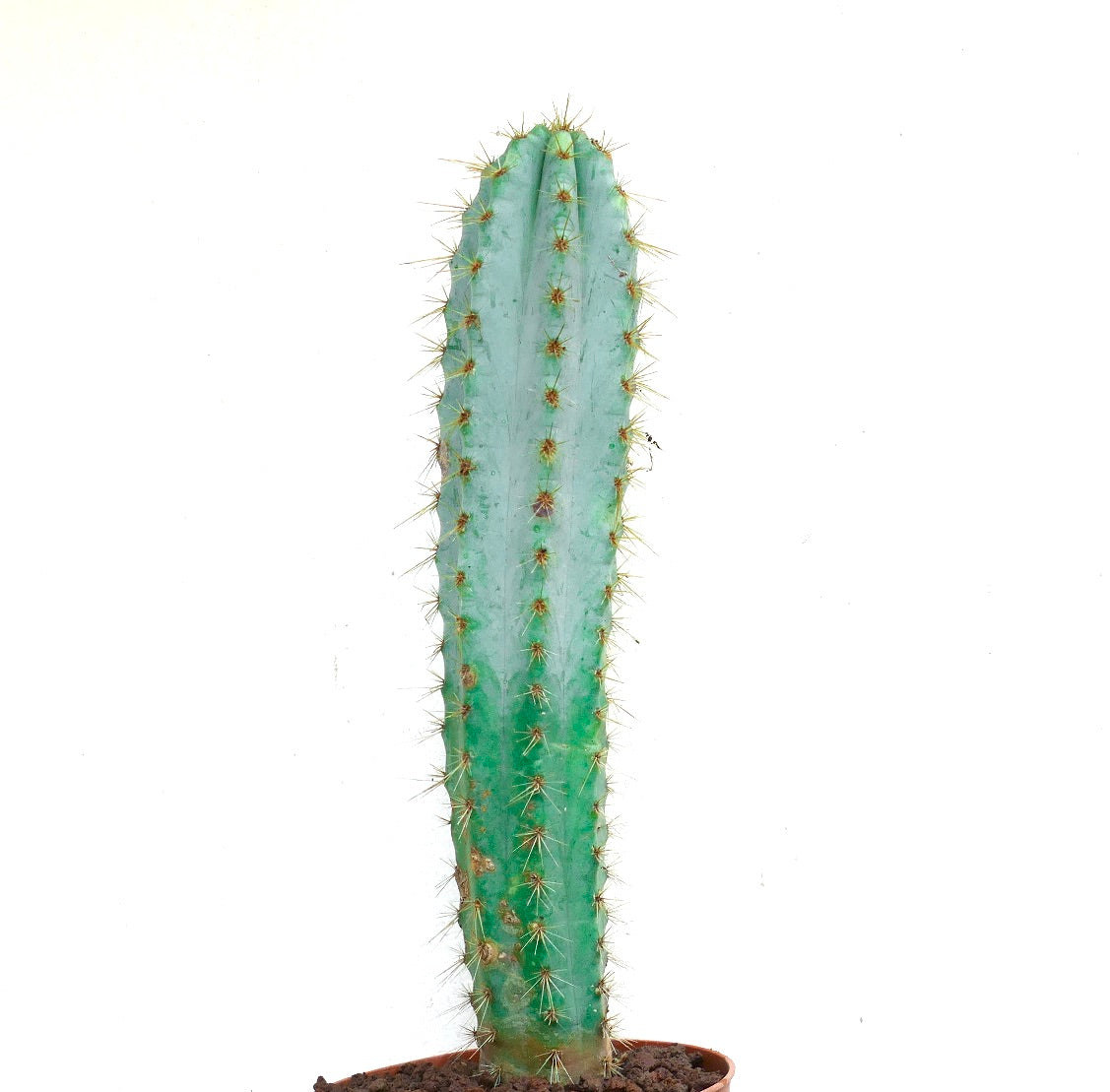 Pilosocereus azzureus tall blue-green cactus with golden spines succulent specimen