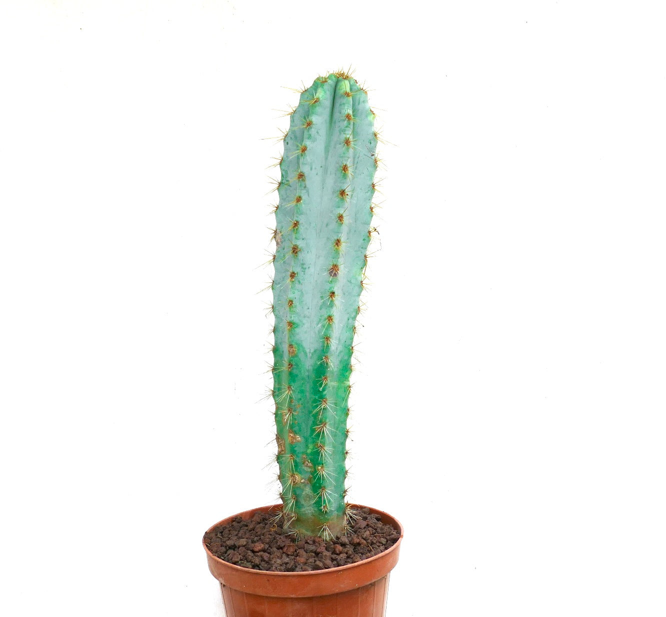 Pilosocereus azzureus tall blue-green cactus with golden spines in terracotta pot