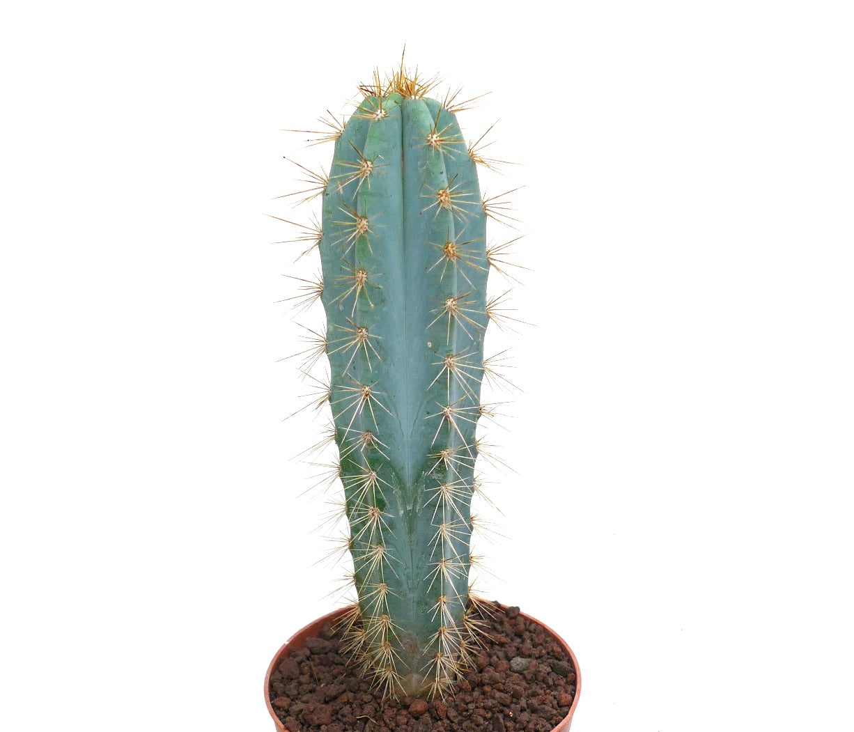Pilosocereus azzureus tall blue cactus with golden spines in small pot succulent specimen