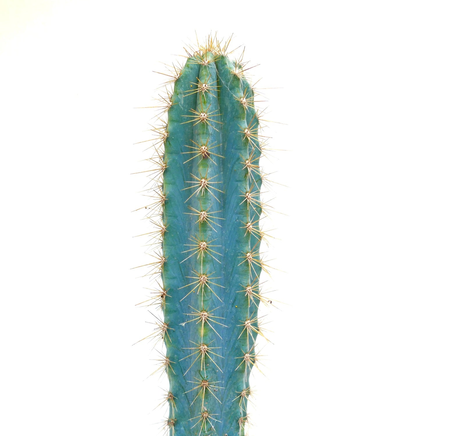Pilosocereus azureus tall blue cactus with golden spines and ribbed texture