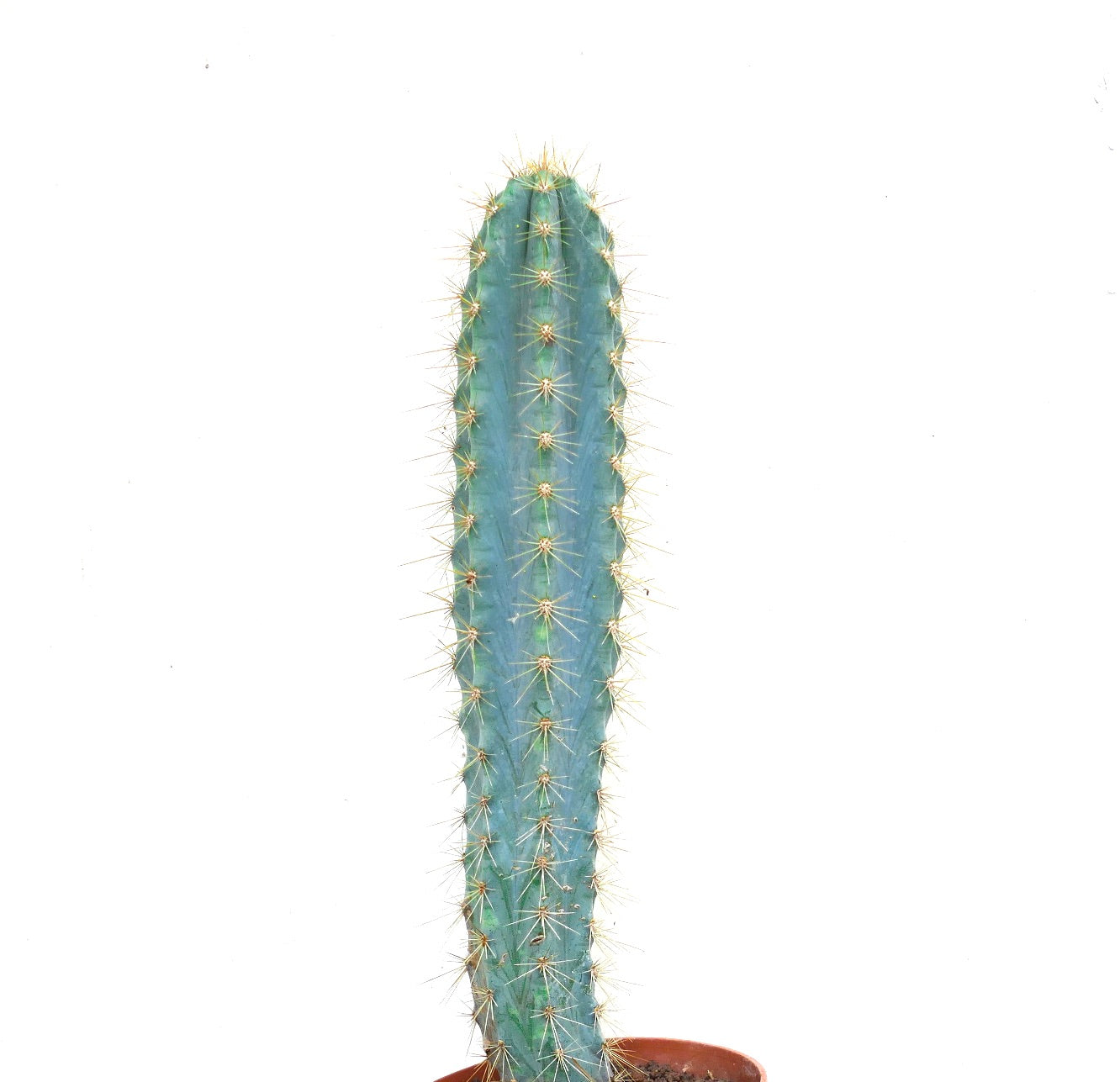 Pilosocereus azureus tall blue cactus with golden spines in terracotta pot