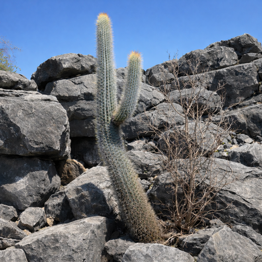 Pilosocereus boolei SEEDS