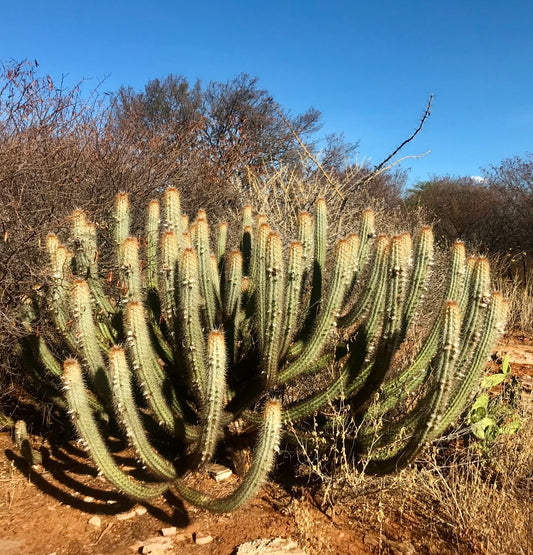 Multibranched medium-tall specimen of Pilosocereus braunii in natural habitat under a blue sky