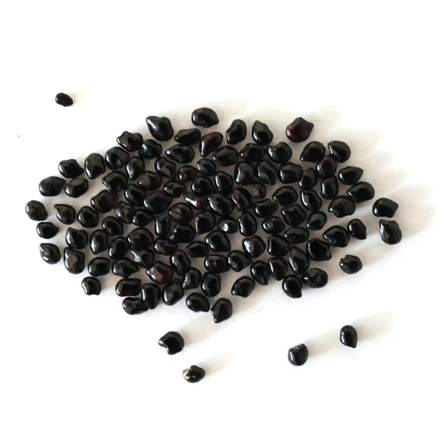 Pilosocereus braunii SEEDS