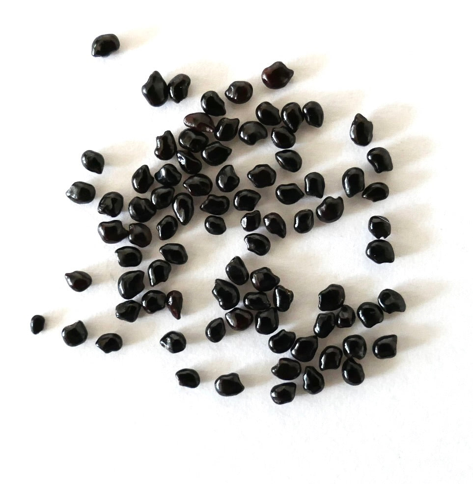 Pilosocereus braunii SEEDS