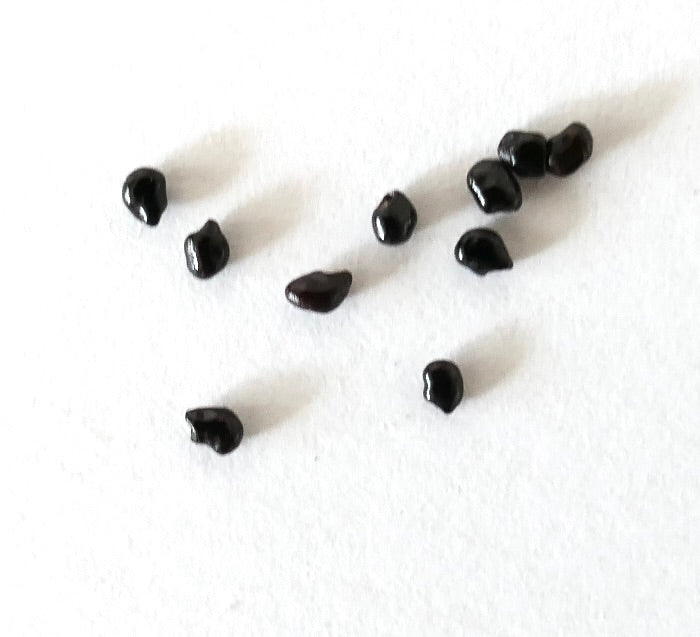 Pilosocereus braunii SEEDS