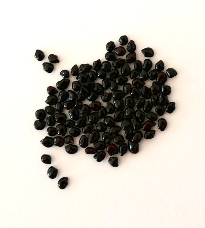 Some small black shiny seeds of Pilosocereus braunii