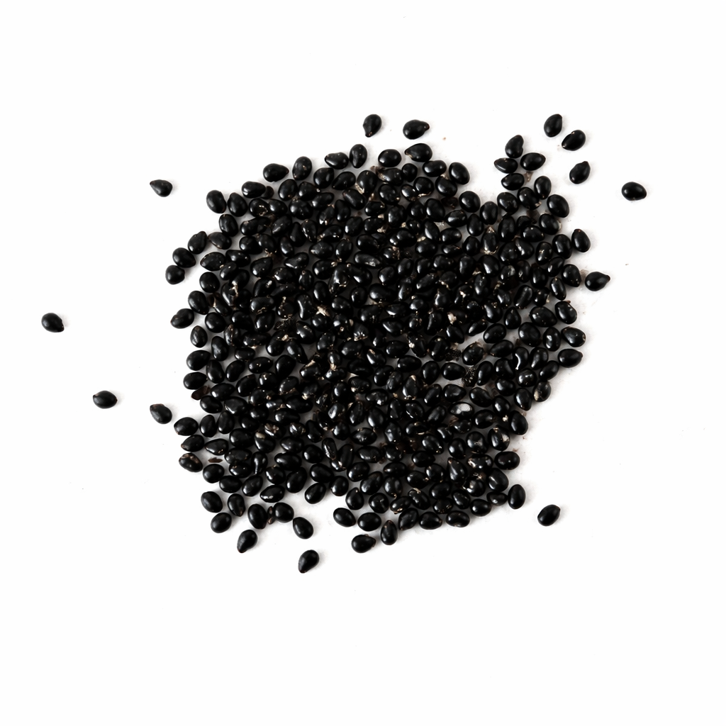 필로소케레우스 크리사칸투스 작은 광택 있는 검은색 선인장 씨앗 흰색 배경 위에