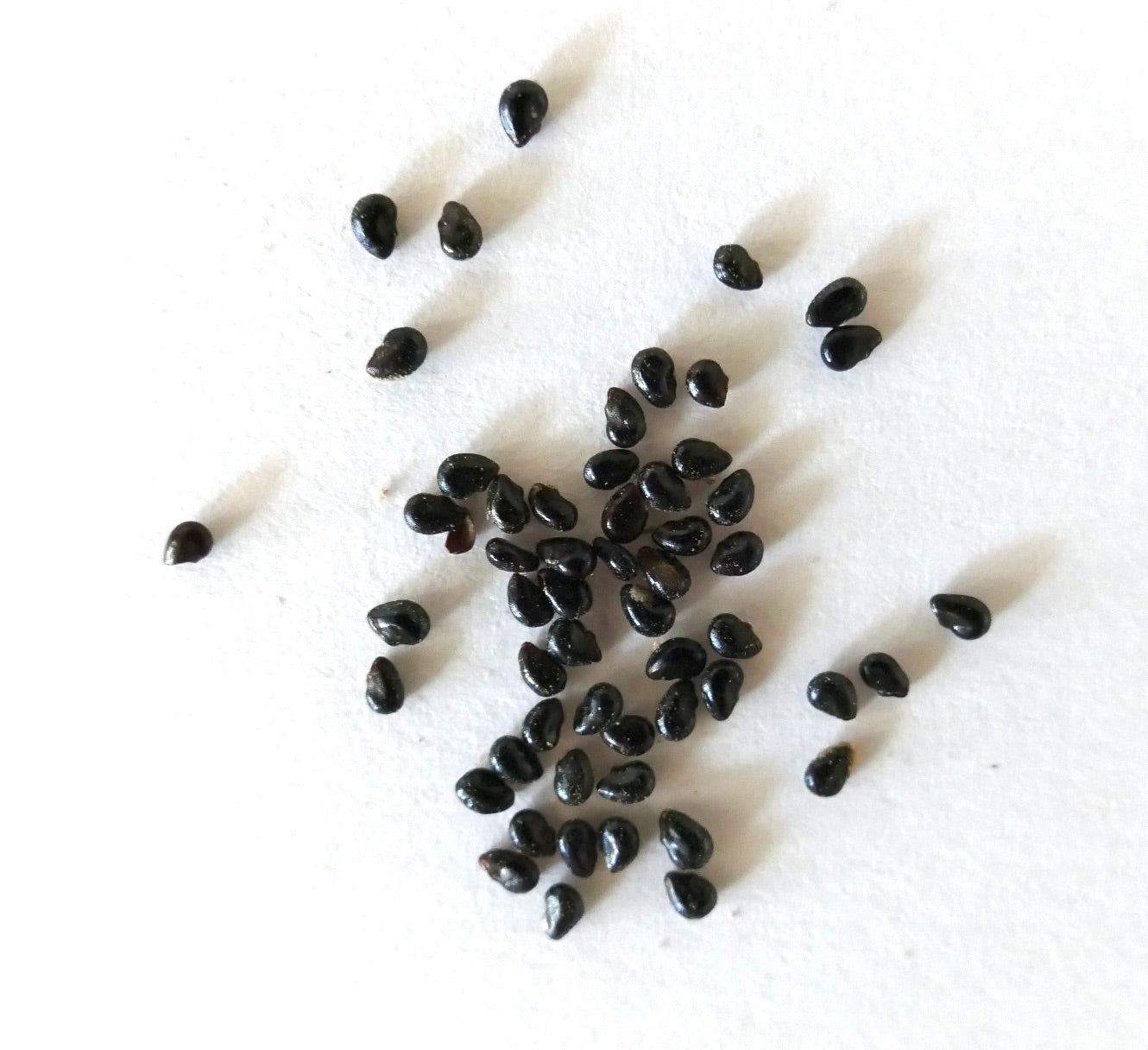 필로소케레우스 크리사칸투스 작은 반짝이는 검은 선인장 씨앗 흰색 배경 위에