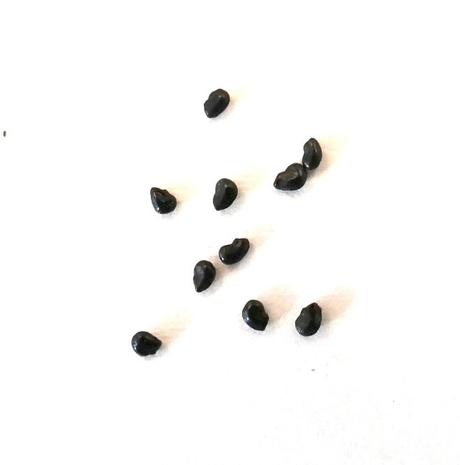 Pilosocereus chrysostele SEEDS