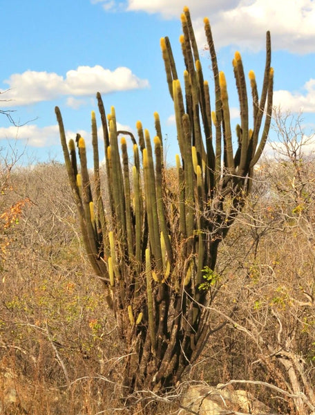 PilosocereuschrysosteleSEEDS_4