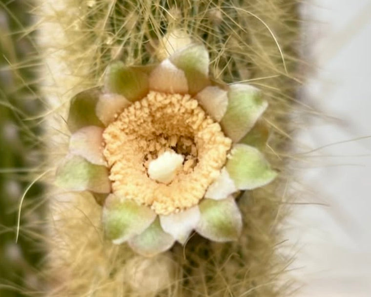 ピロソセレウス・クリソステレ 稀少なサボテンの花のクローズアップ（ふわふわの棘と緑色の花弁）