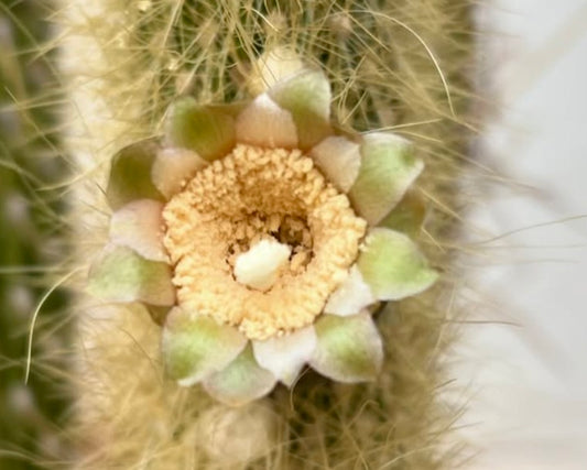 ピロソセレウス・クリソステレ 稀少なサボテンの花のクローズアップ（ふわふわの棘と緑色の花弁）