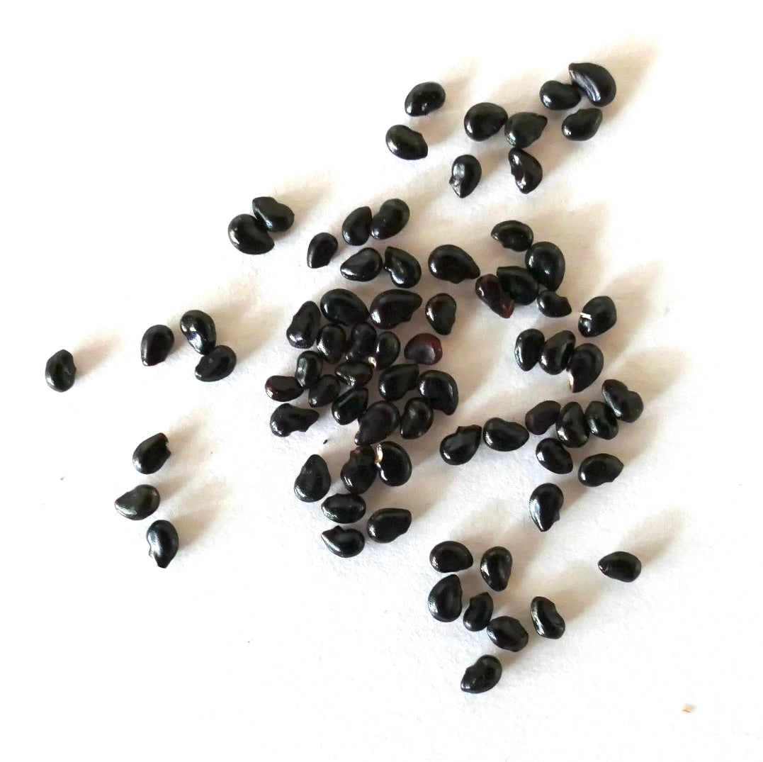 필로소케레우스 콜린시 글로시 블랙 선인장 씨앗이 흰색 배경에 흩어져 있음