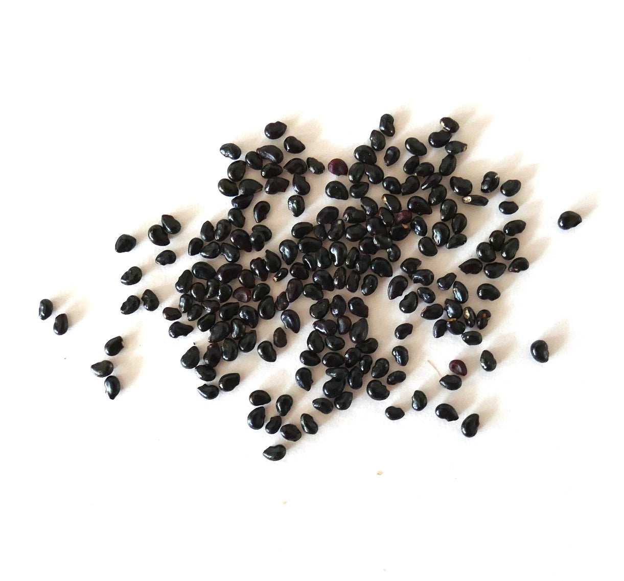 필로소케레우스 콜린시이 작은 반짝이는 검은 선인장 씨앗들이 흰색 배경에 흩어져 있습니다