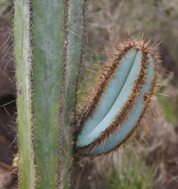 Pilosocereus fulvilanatus plant with a lateral bluish branch