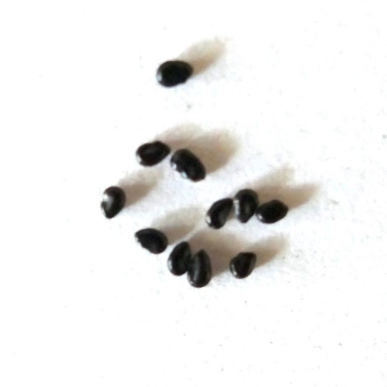 Pilosocereus fulvilanatus SEEDS