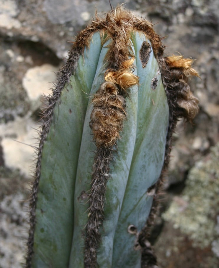 Close-up of Pilosocereus fulvilanatus cactus apex showing blue-green stem and woolly areoles