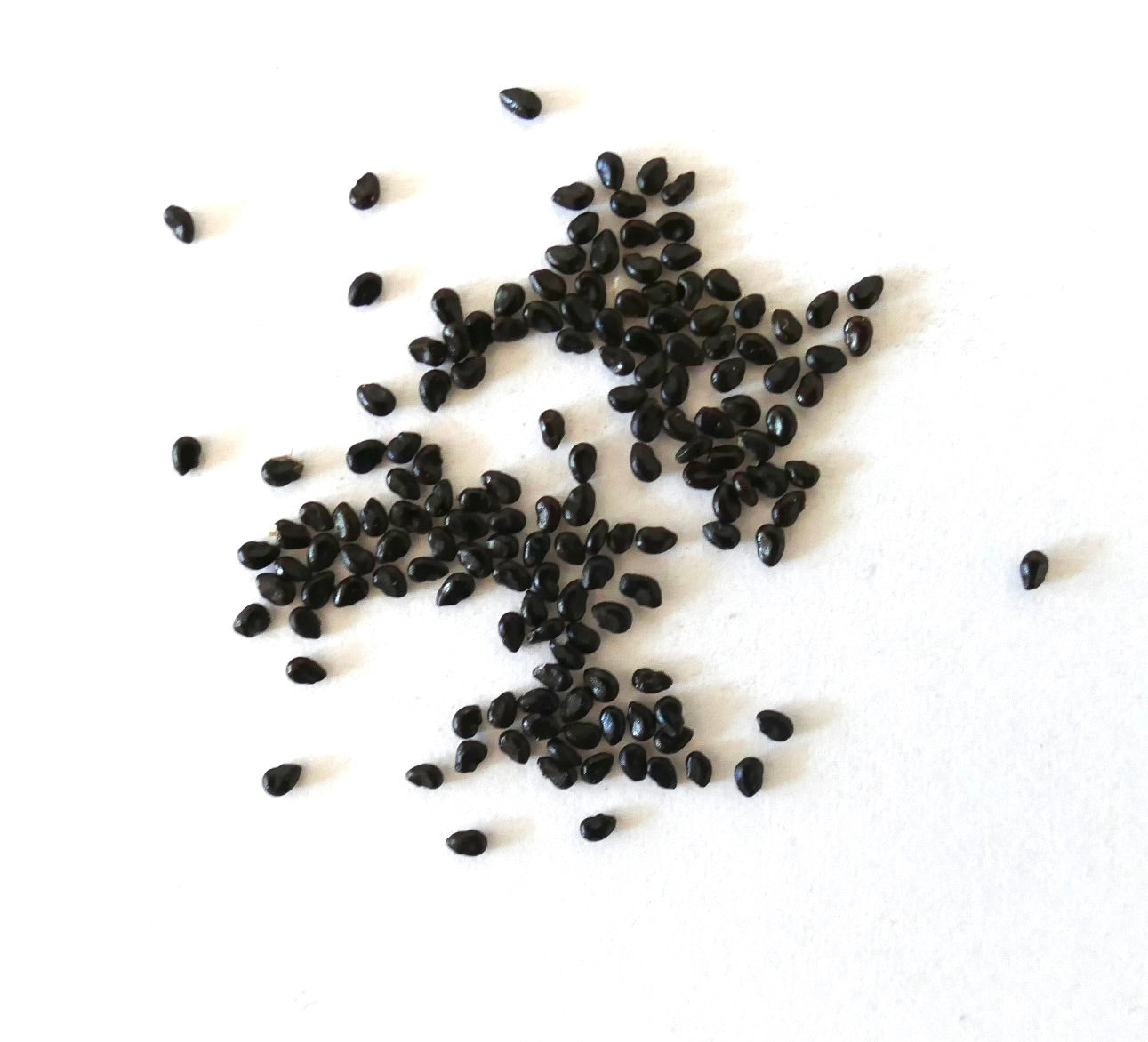 Pilosocereus fulvilanatus SEEDS