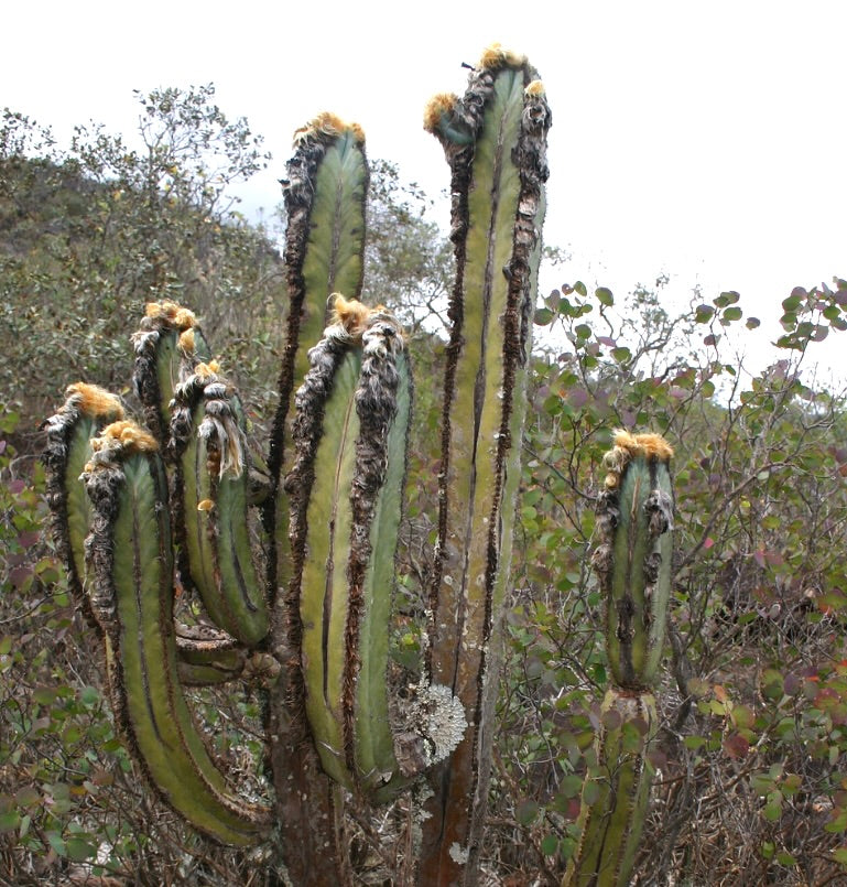 Multibranched Pilosocereus fulvilanatus cactus in its natural habitat.