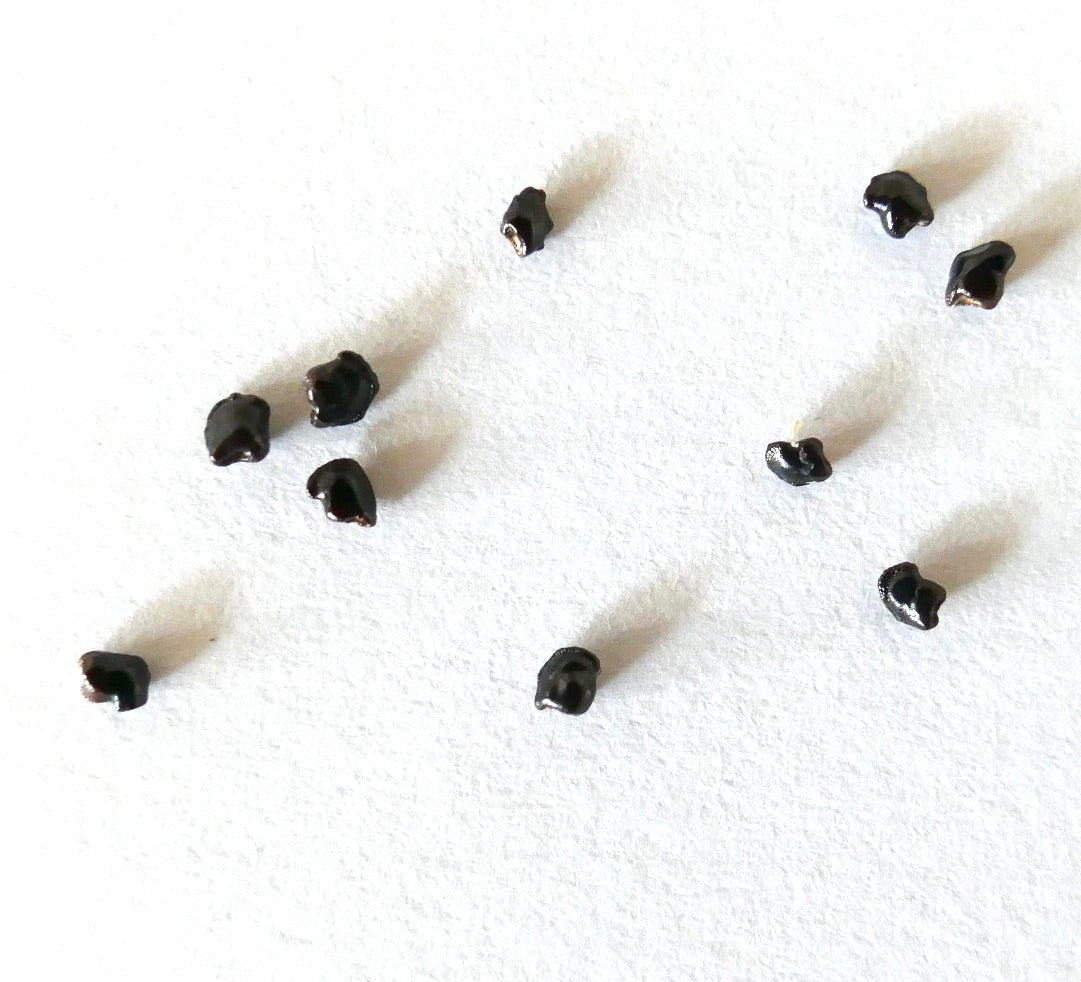 Pilosocereus gounellei små skinnende svarte kaktusfrø på hvit bakgrunn