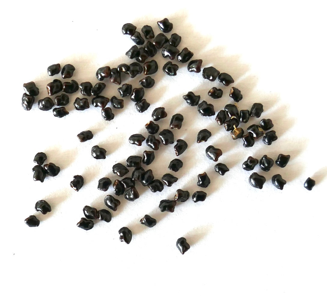 Pilosocereus gounellei små blanke svarte kaktusfrø spredt på hvit bakgrunn