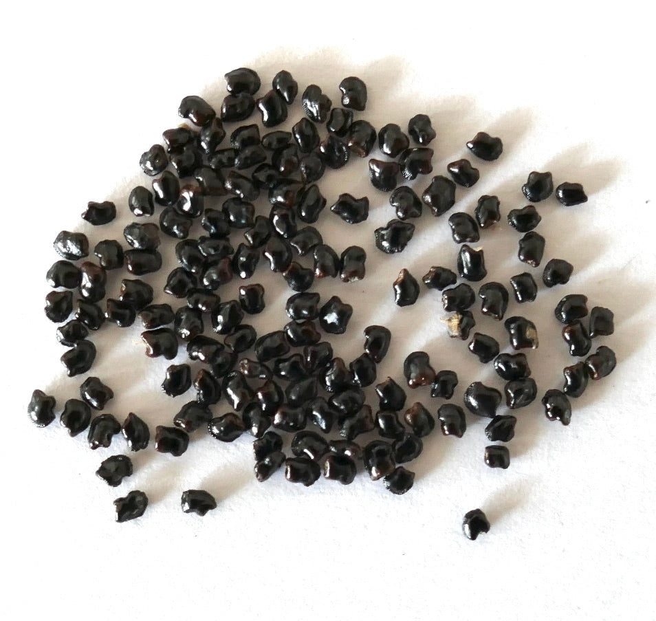 Pilosocereus gounellei skinnende svarte kaktusfrø for sjelden sukkulentplanteformering