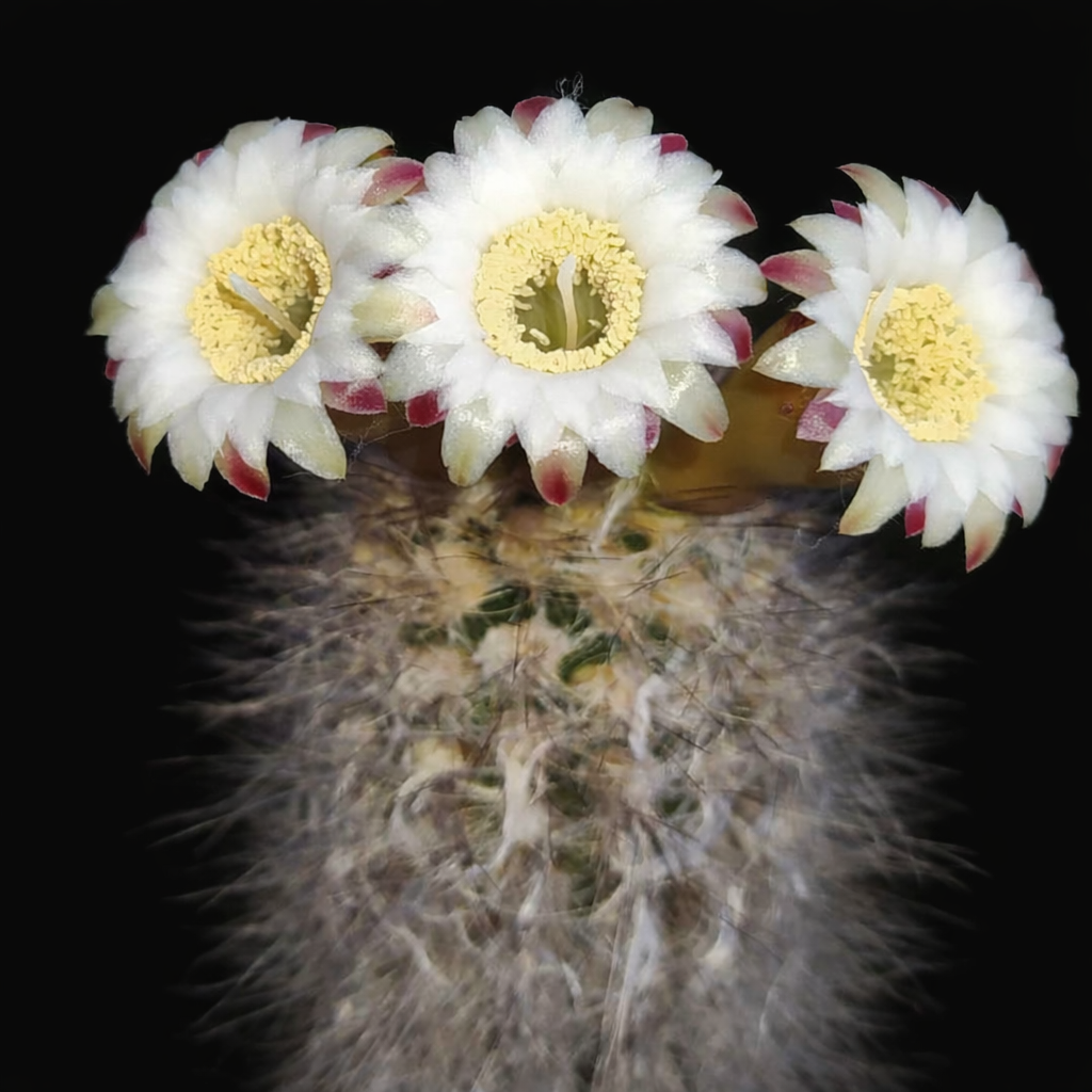 Pilosocereus luetzelburgii HU136 SEEDS