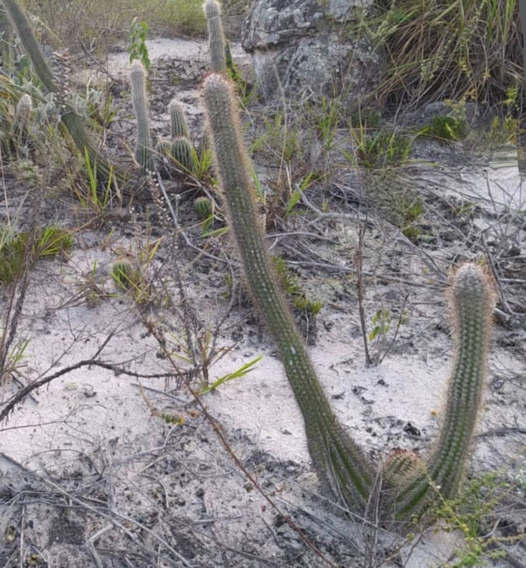 Pilosocereus luetzelburgii HU136 SEEDS