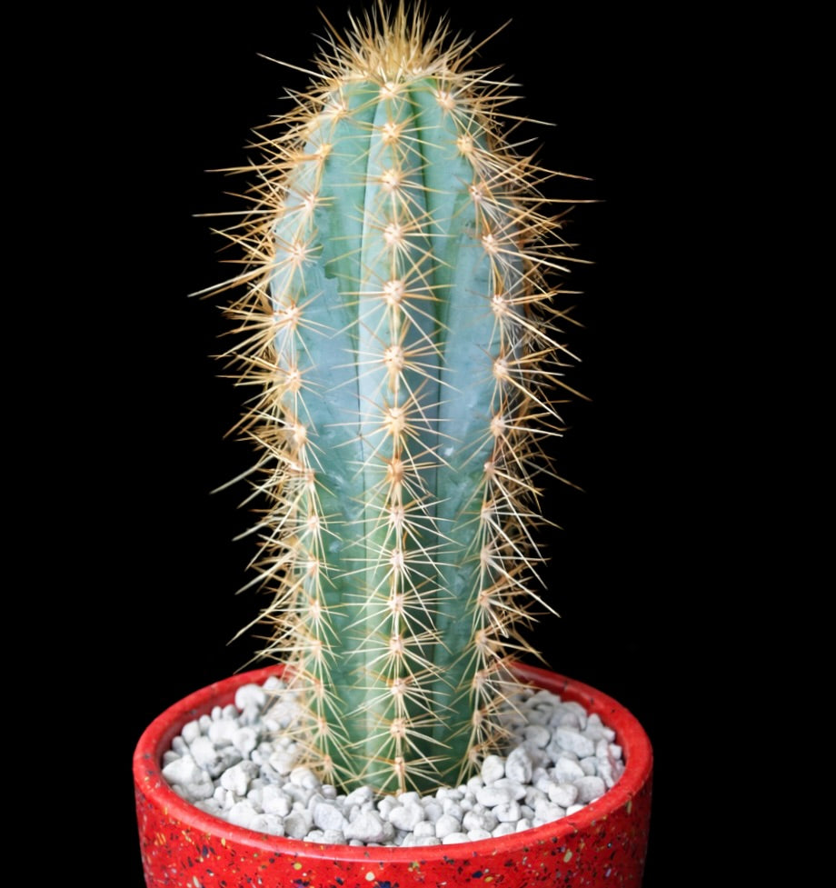 Pilosocereus menesianus SEEDS