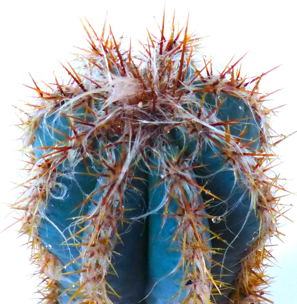 Pilosocereus odilensis sukkulent kaktus med blågrønne ribber og tette oransje pigger