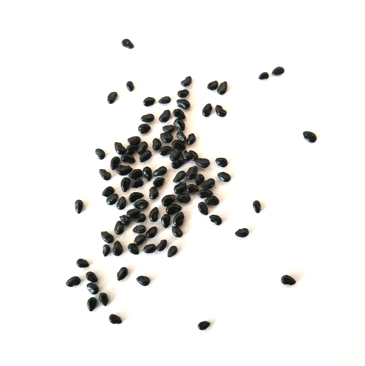 필로소케레우스 오딜렌시스 작은 반짝이는 검은 선인장 씨앗이 흰 배경에 흩어져 있음