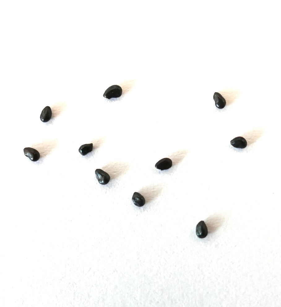 필로소케레우스 오딜렌시스 작은 검은 선인장 씨앗 흰색 배경