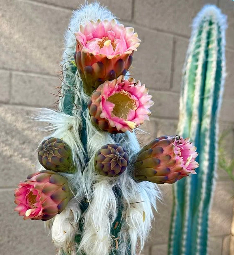 Pilosocereus palmeri sjelden kaktus med hvite, ullrike stammer og rosa blomstrende blomster