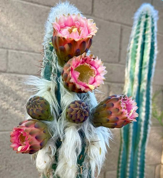 Pilosocereus palmeri sjelden kaktus med hvite, ullrike stammer og rosa blomstrende blomster