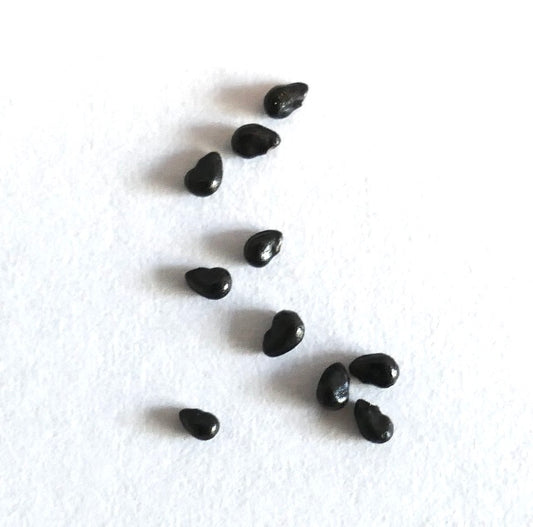 Pilosocereus palmeri seeds small shiny black cactus propagation seeds on white background