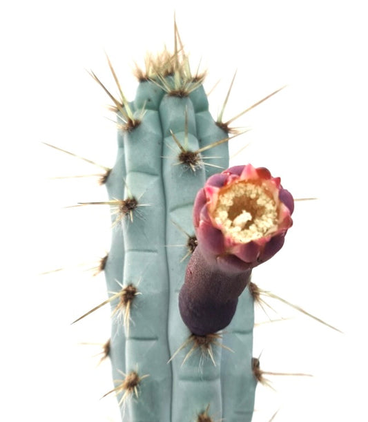 Pilosocereus pentaedrophorus, bluish columnar cactus with golden spines and red flower