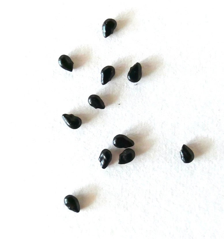 Pilosocereus pentaedrophorus SEEDS