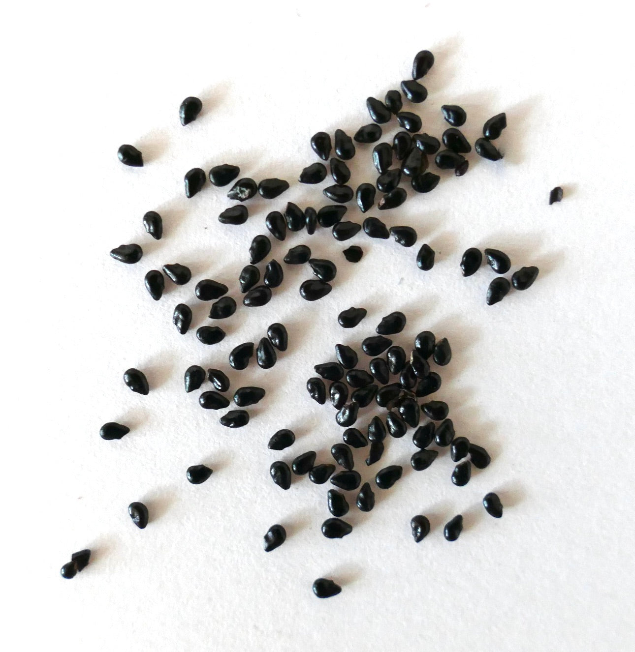 Pilosocereus pentaedrophorus SEEDS