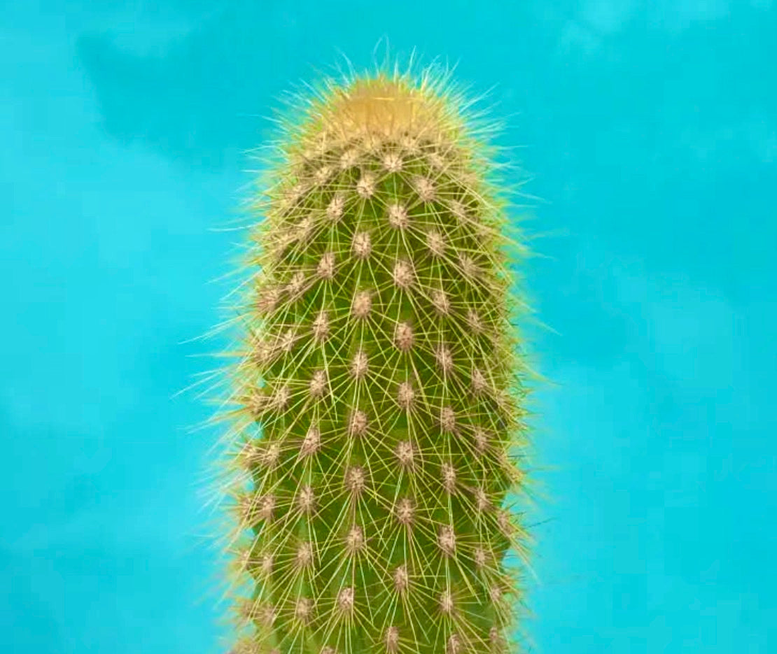 Pilosocereus piauhyensis green cactus stem with dense yellowish spines against blue background