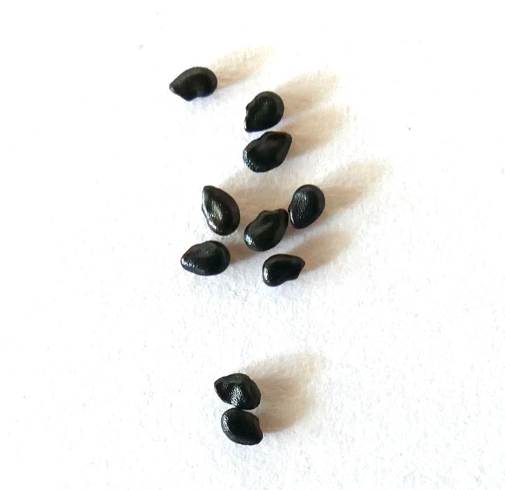Petites graines brillantes noires de cactus Pilosocereus polygonus sur fond blanc